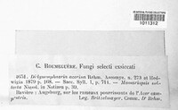 Amphisphaeria multipunctata image